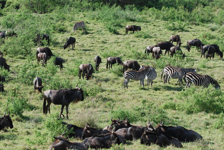 5 days Tarangire Serengeti and Ngorongoro Crater
