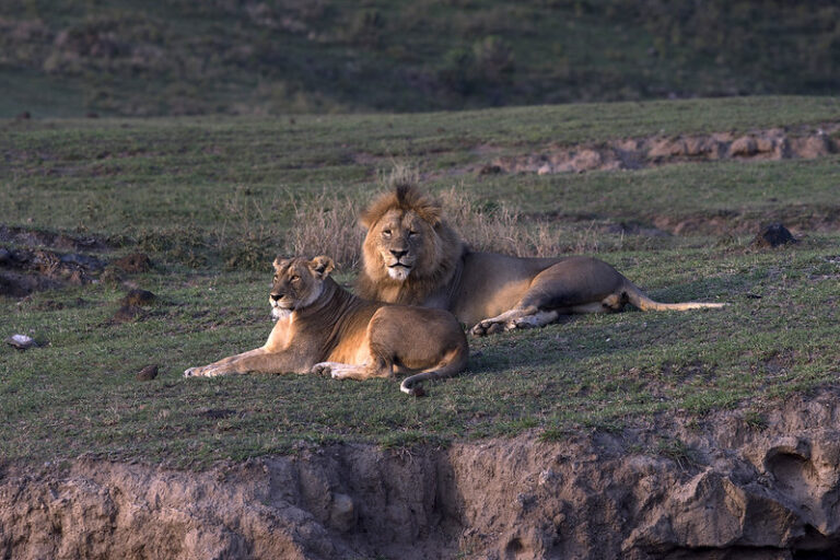 Ngorongoro Crater viewing