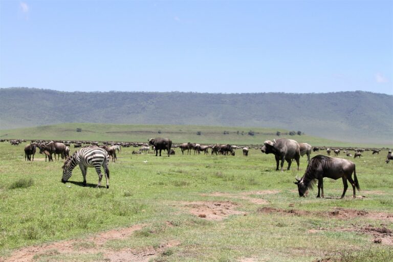 Ngorongoro Crater