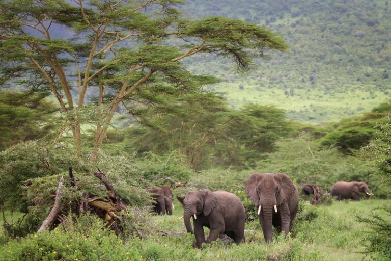 Ngorongoro Crater Rim