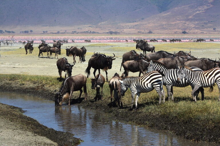 Ngorongoro Crater wildlife