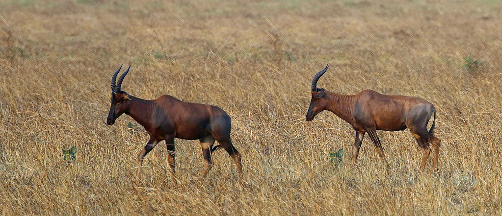 Things to do in Katavi National Park