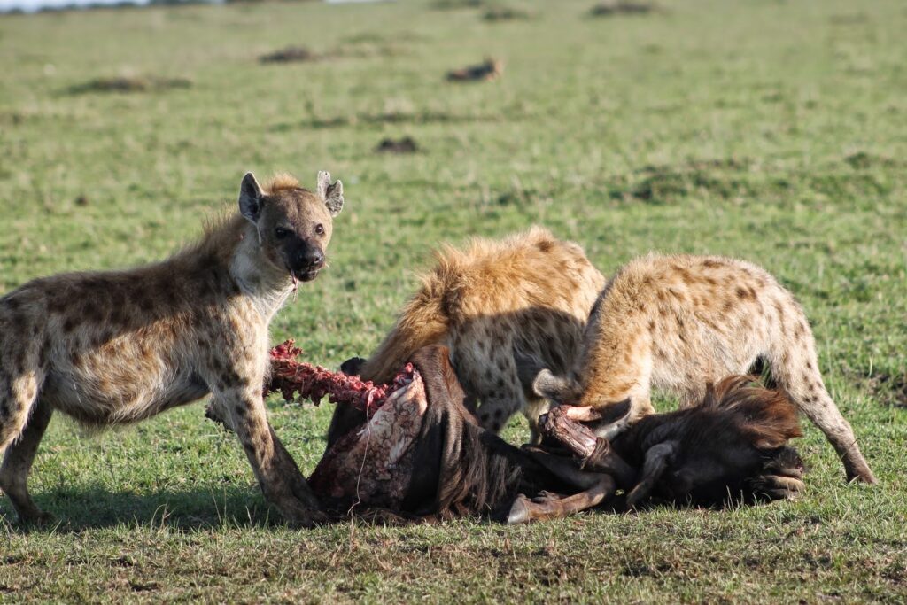 14-Days Best of Tanzania safari and Zanzibar beach holidays
