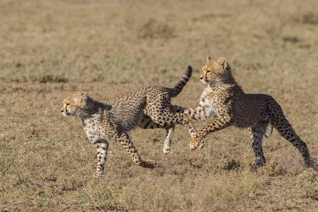 10 Days Tanzania Northern circuit Safaris