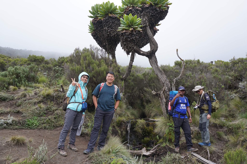 1 day Mount kilimanjaro hike