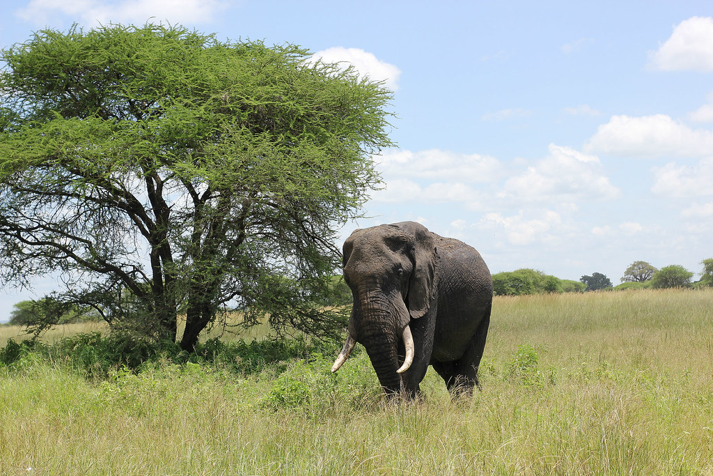 2 day Tarangire and Ngorongoro safari from arusha