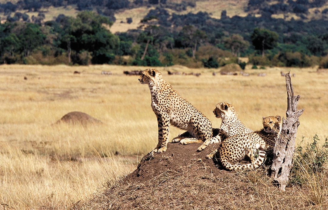 Kusini Plains