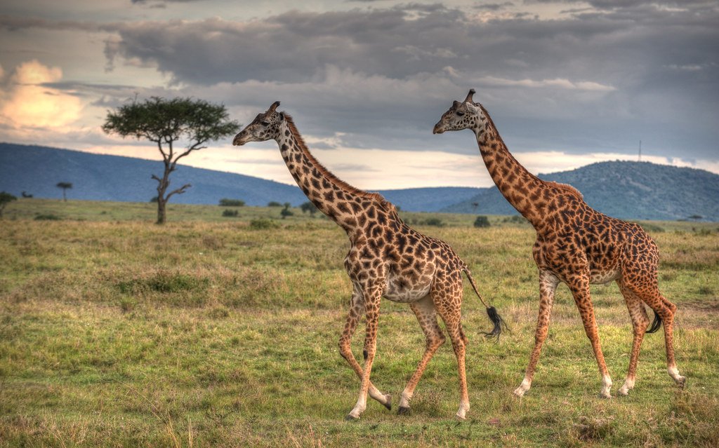2-Day Kilimanjaro Hike & Mkomazi Wildlife Safari