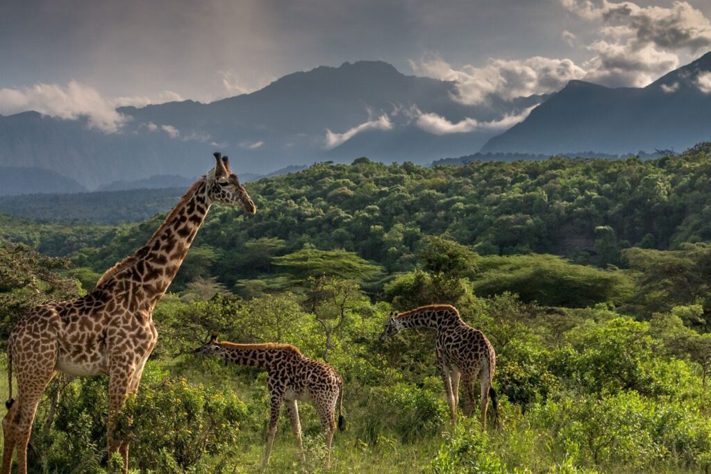2 days exclusive wildlife safari in arusha national park