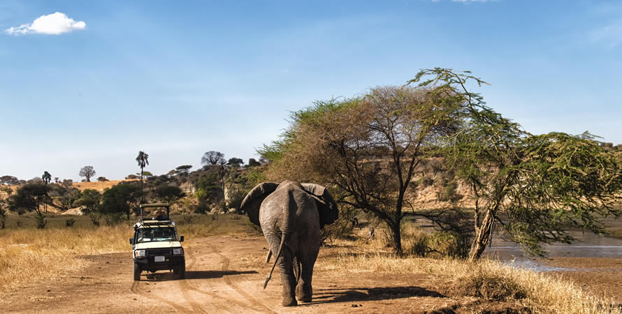 Things to do in Seronera Area