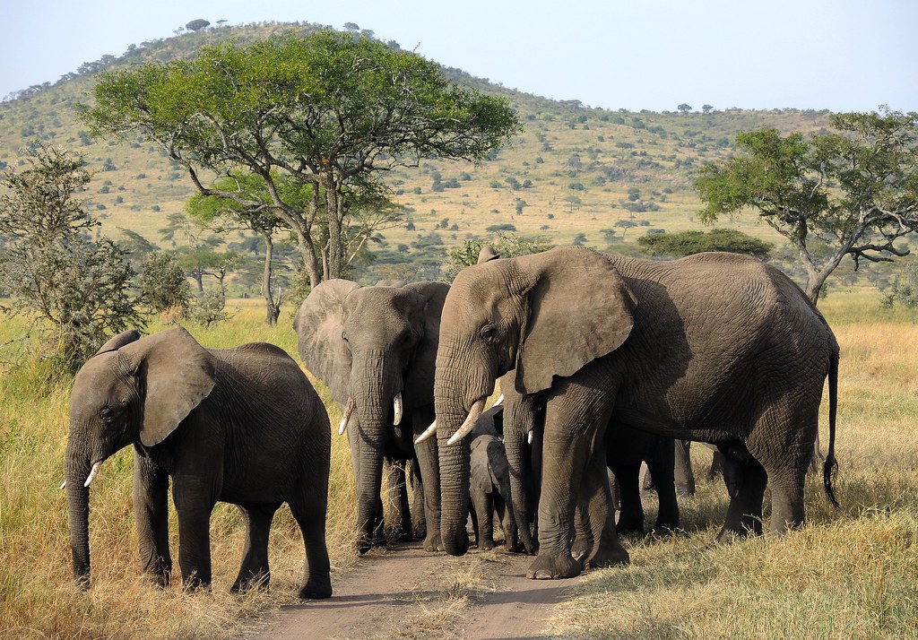 African Elephants