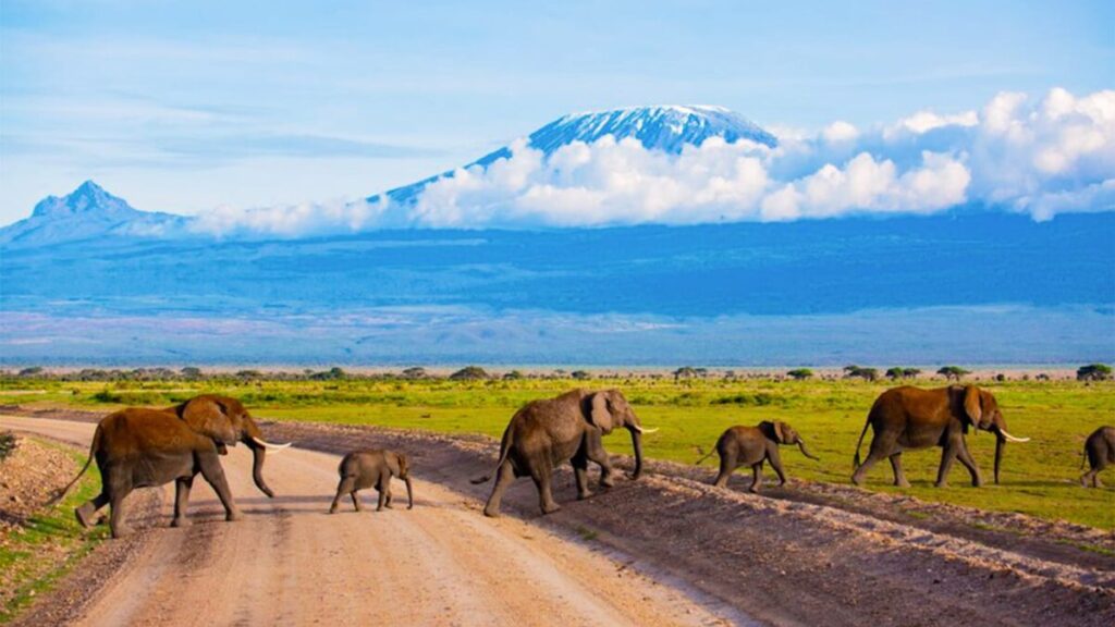 Best Game Drives in Amboseli National Park