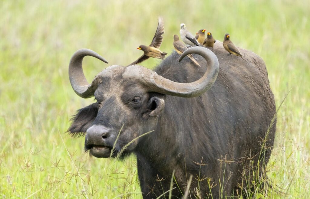 Cape Buffaloes