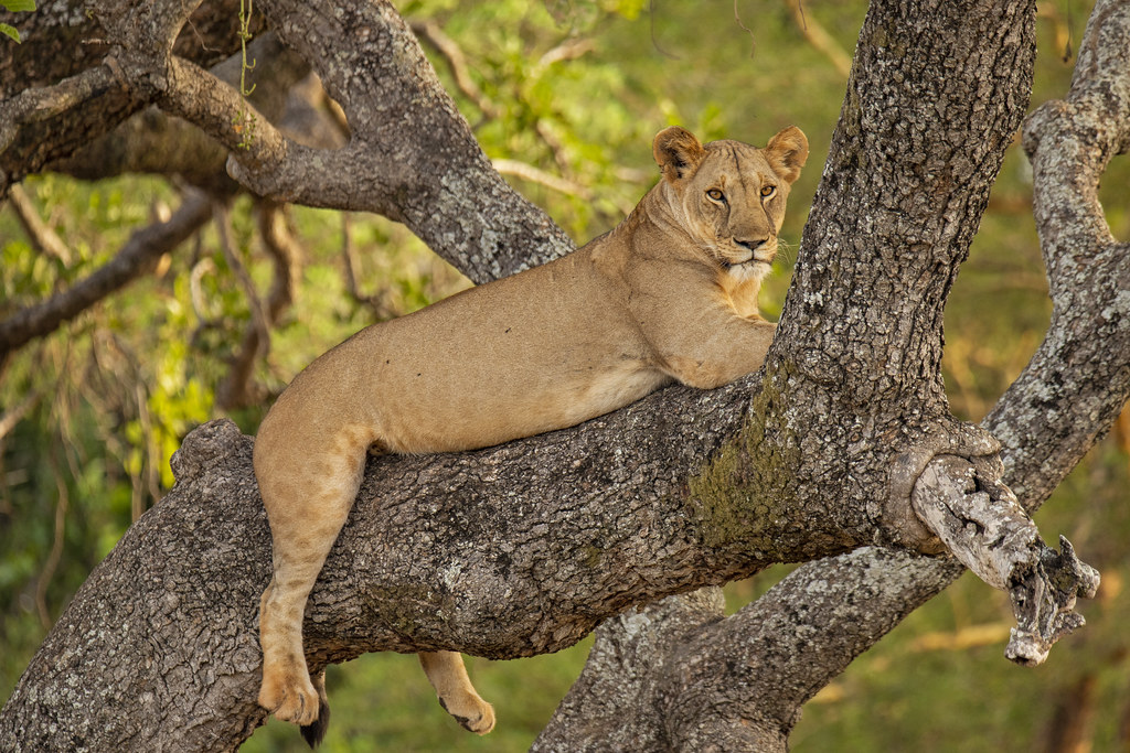 Queen Elizabeth National Park