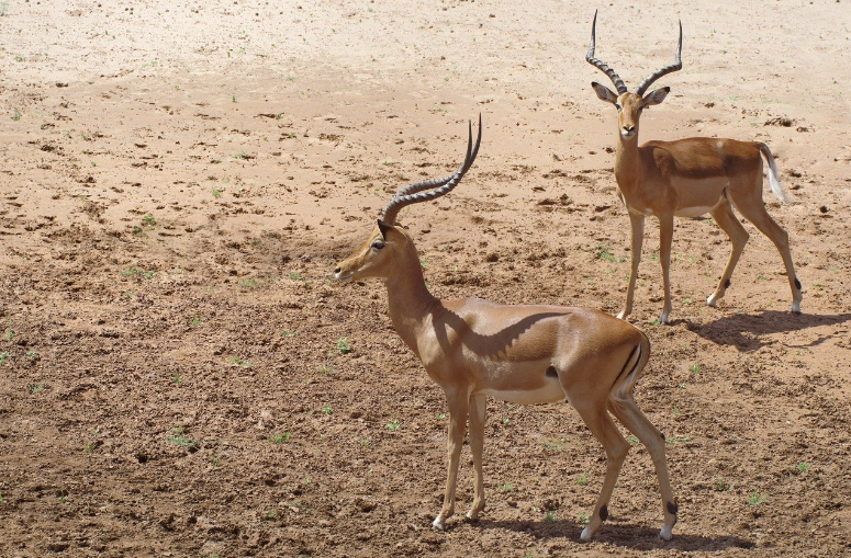 Antelopes in Serengeti National Park