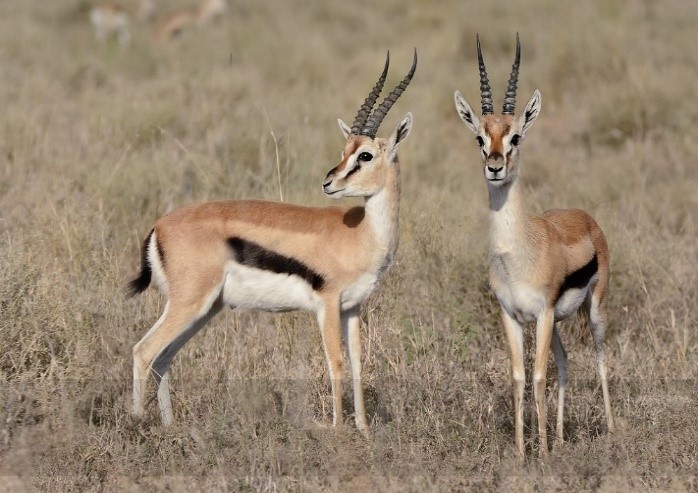 Antelopes in Serengeti National Park